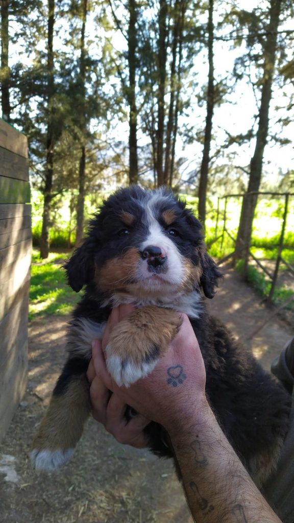 Theodor