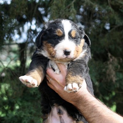 Achille
