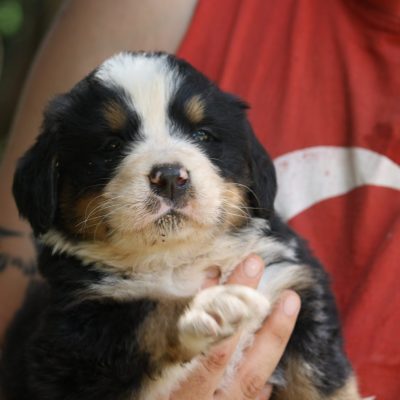 Afreedom
