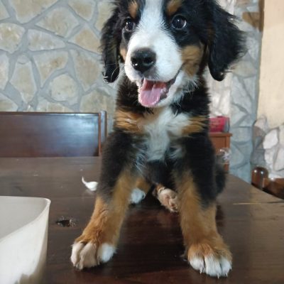 Belle