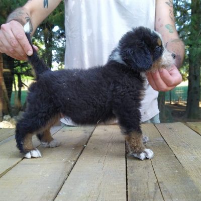 Cassius