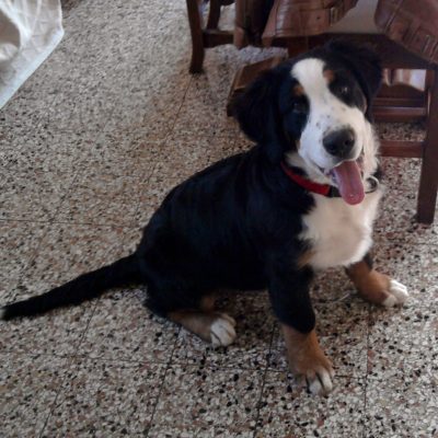 Cavani