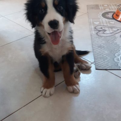 Cesare