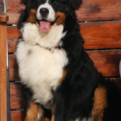 Frodo
