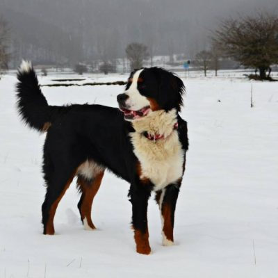 Ginevra
