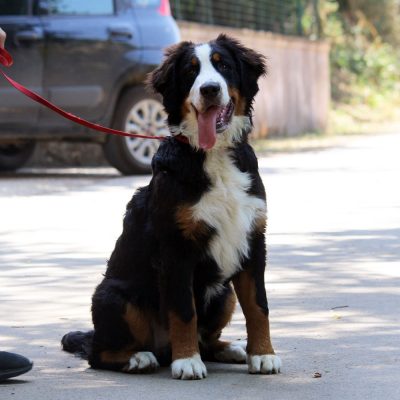 Gordo
