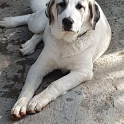 Heidi