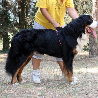 Igor