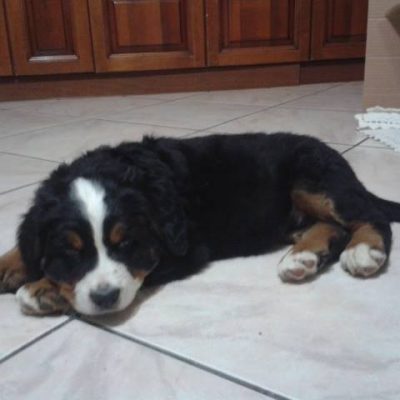 Ilka
