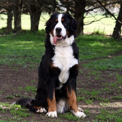 Toby