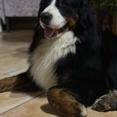 Ugo