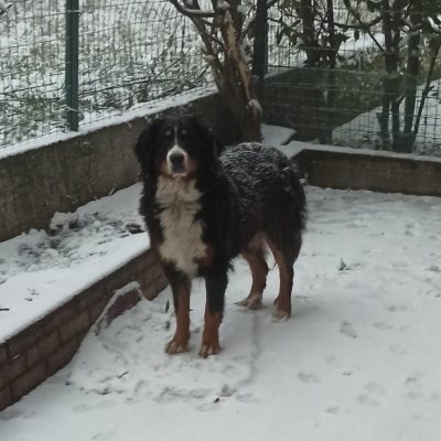 Zaya