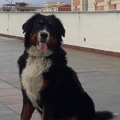 Zuzù