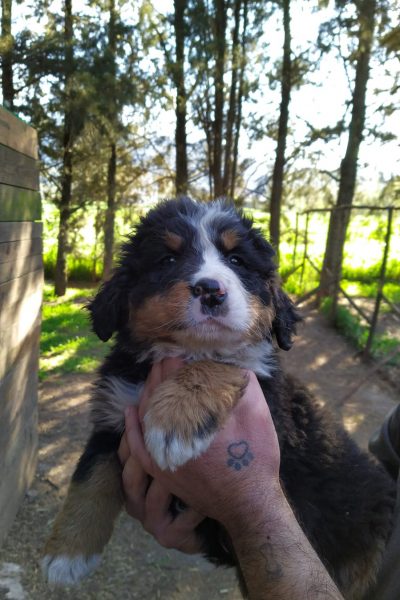 Theodor